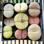 Lithops Mixed 1000 - Seeds