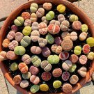 Lithops Mixed - 1000 Seeds