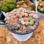 Lithops Mixed - 1000 Seeds