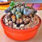 Lithops Mixed - 200 Seeds