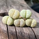 Lithops otzeniana C128A Succulents Garden Plants - 100 Seeds