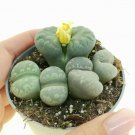 Lithops otzeniana green attempts Succulents Garden Plants - 100 Seeds Lithops otzeniana green attempts Succulents Garden Plants - 100 Seeds
