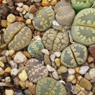 LITHOPS otzeniana Succulents Garden Plants - 100 Seeds LITHOPS otzeniana Succulents Garden Plants - 100 Seeds
