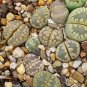 LITHOPS otzeniana Succulents Garden Plants - 100 Seeds