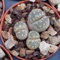 LITHOPS otzeniana Succulents Garden Plants - 100 Seeds