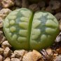 LITHOPS otzeniana Succulents Garden Plants - 100 Seeds