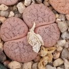 Lithops pseudotruncatella c187 Garden Plants - 100 Seeds Lithops pseudotruncatella c187 Garden Plants - 100 Seeds