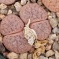 Lithops pseudotruncatella c187 Garden Plants - 100 Seeds