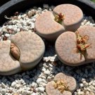 Lithops pseudotruncatella C357 Garden Plants - 100 Seeds