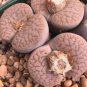 Lithops pseudotruncatella C357 Garden Plants - 100 Seeds