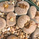 LITHOPS pseudotruncatella Succulents Garden Plants - 100 Seeds