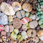 LITHOPS pseudotruncatella Succulents Garden Plants - 100 Seeds