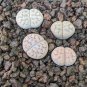 Lithops schwantesii - Seeds