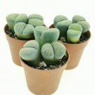 L. julii ssp fulleri cv fullergreen C56A  salicola 'malachite' C56A Combination