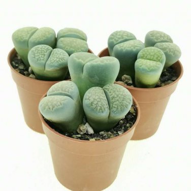 L. julii ssp fulleri cv fullergreen C56A  salicola 'malachite' C56A Combination