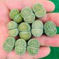 L. julii ssp fulleri cv fullergreen C56A  salicola 'malachite' C56A Combination