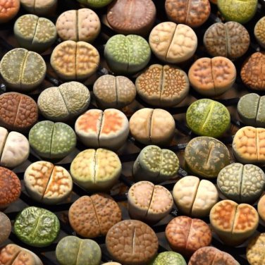 Lithops Succulents Garden Plants -  100 Seeds