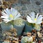 Lithops Succulents Garden Plants -  100 Seeds