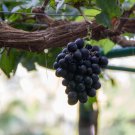 Little Bee' Black Grape Fruit - 100 Seeds