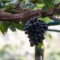 Little Bee' Black Grape Fruit - 100 Seeds
