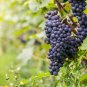 Little Bee' Black Grape Fruit - 100 Seeds