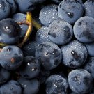 Little Bee' Black Grape Fruit - 15 Seeds Little Bee' Black Grape Fruit - 15 Seeds