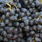 Little Bee' Black Grape Fruit - 15 Seeds
