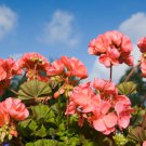'Liuyu' Pinkish Red Geranium Flowers - 10 Seeds 'Liuyu' Pinkish Red Geranium Flowers - 10 Seeds