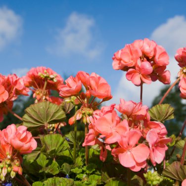 'Liuyu' Pinkish Red Geranium Flowers - 10 Seeds