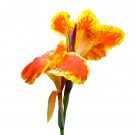 LIVE RHIZOME Large Poly Gay Canna Lily Rhizome Variegated Tricolor - 5 Seeds