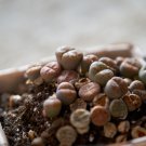 Living Stone Seeds Lithops Succulent - 100 Seeds Living Stone Seeds Lithops Succulent - 100 Seeds