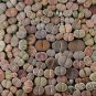 Living Stone Seeds Lithops Succulent - 100 Seeds