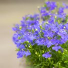 Lobelia Blue Hanging Bonsai Flower - 200 Seeds