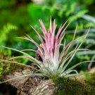 Lonantha Mexican Air Plant - 5 Seeds Lonantha Mexican Air Plant - 5 Seeds