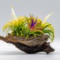 Lonantha Mexican Air Plant - 5 Seeds