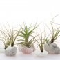 Lonantha Mexican Air Plant - 5 Seeds