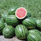 Long Black Sweet Juicy Watermelon - 10 Seeds