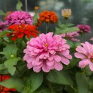 Long Flowering Period Bonsai Zinnias Elegans Widely Cultivated - 100 Seeds Long Flowering Period Bonsai Zinnias Elegans Widely Cultivated - 100 Seeds