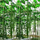 Long Loofah Organic - 15 Seeds Long Loofah Organic - 15 Seeds