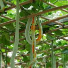 Long Snake Gourd 'Trichosanthes cucumerina'  - 4 Seeds
