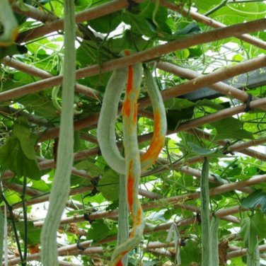 Long Snake Gourd 'Trichosanthes cucumerina'  - 4 Seeds