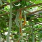 Long Snake Gourd 'Trichosanthes cucumerina' - 4 Seeds