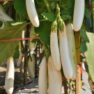 Long White Eggplants, Organic Heirloom Vegetables -  20 Seeds