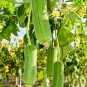 Loofah Luffa Green Fat Vegetable - 10 Seeds