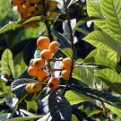 Loquat Fruit Tree - 10 Seeds Loquat Fruit Tree - 10 Seeds