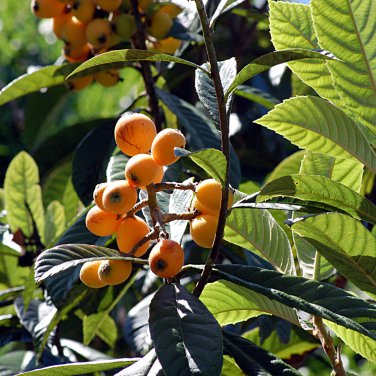 Loquat Fruit Tree - 10 Seeds