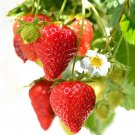 Loran F1 Strawberry - 100 Seeds