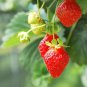 Loran F1 Strawberry - 100 Seeds