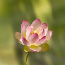 Lotus Nelumbo Nucifera Yellow Light Pink Rose Red Double Flower - 50 Seeds Lotus Nelumbo Nucifera Yellow Light Pink Rose Red Double Flower - 50 Seeds