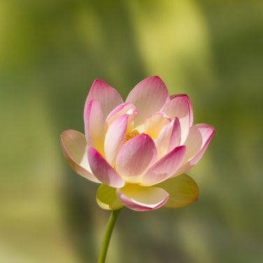 Lotus Nelumbo Nucifera Yellow Light Pink Rose Red Double Flower - 50 Seeds